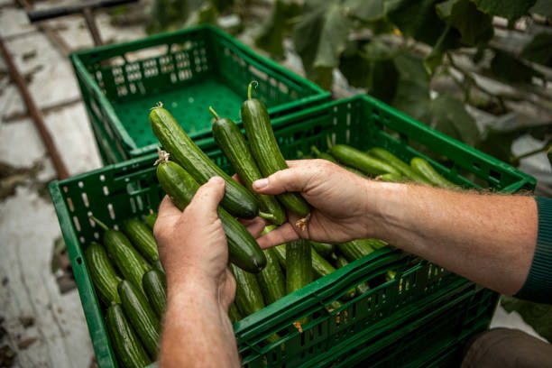 فروش خیار قلمی + قیمت خرید به صرفه